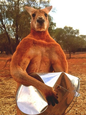красный кенгуру - самый крупный кенгуру в Австралии