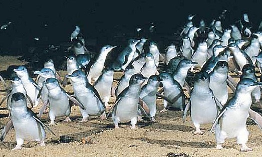 penguinparade3