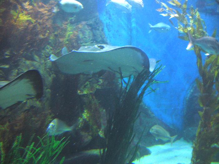 Мельбурнский океанариум в Мельбурне (Melbourne SEA LIFE Aquarium)