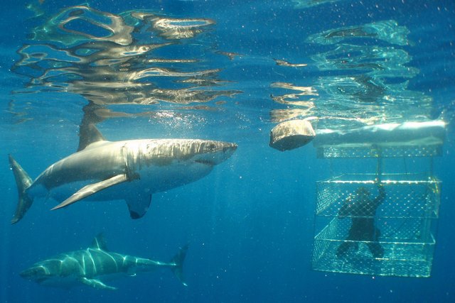 Нужно ли бояться Больших белых акул в Австралии?