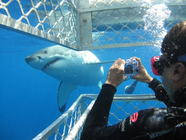 Дайвинг с большой белой акулой в Австралии