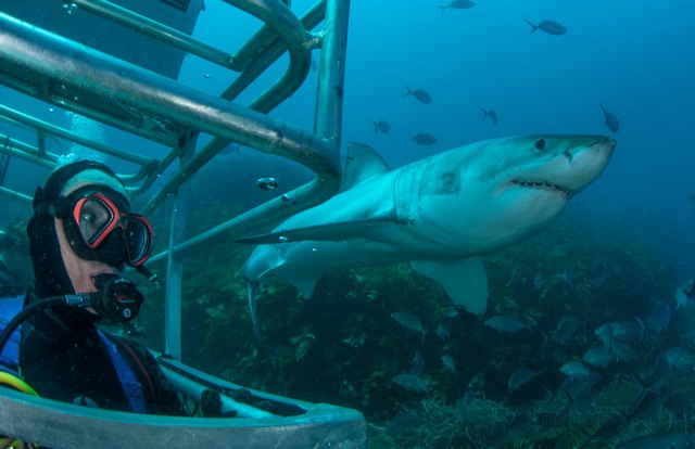 Дайвинг с Большими Белыми акулами в Австралии