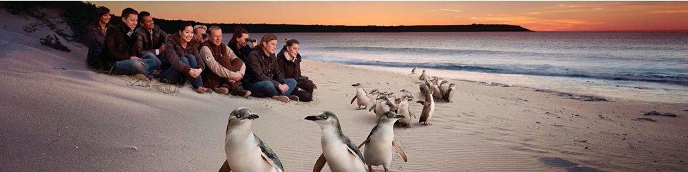 Обзорная экскурсия по Мельбурну (полдня) и тур на остров Филиппа к диким валлаби и параду пингвинов - полный день