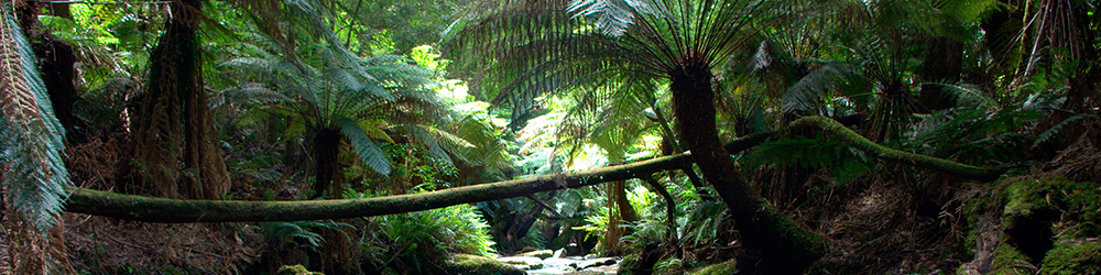 Водопады, леса и природа национального парка Отвей