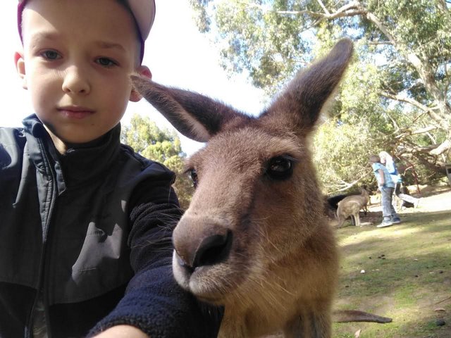 кенгуру опасные животные Австралии