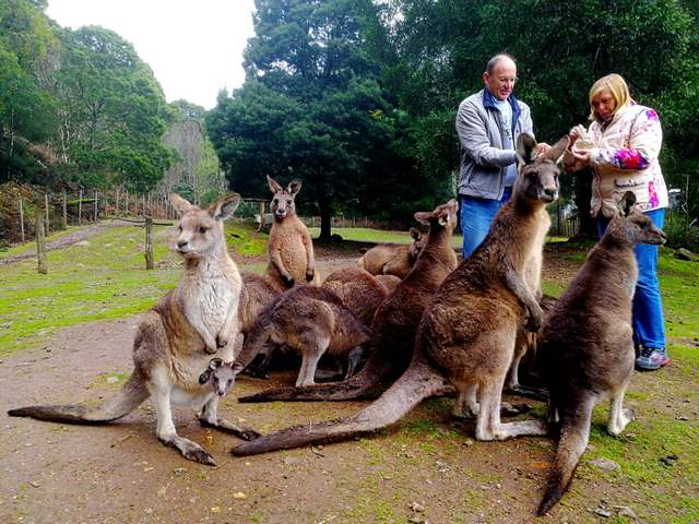 кенгуру опасные животные Австралии
