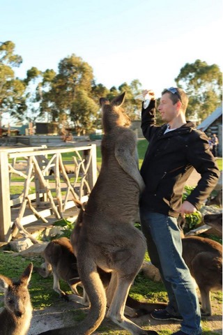 опасные кенгуру в Австралии