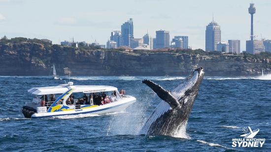 круиз к китам в Сиднее