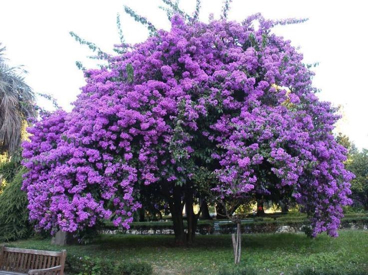 98318 Beautiful Purple Jacaranda Tree