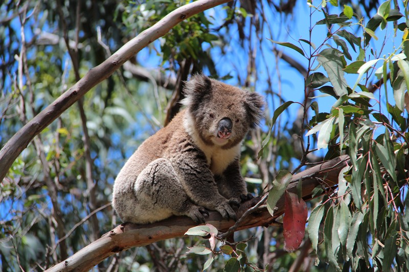 дикая коала в Австралии