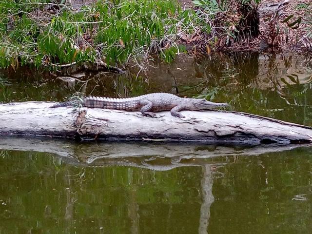 ферма крокодилов рядом с Порт Дугласом в Австралии