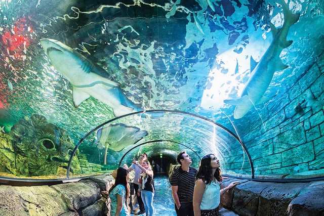 Сиднейский Аквариум (Sydney Aquarium)